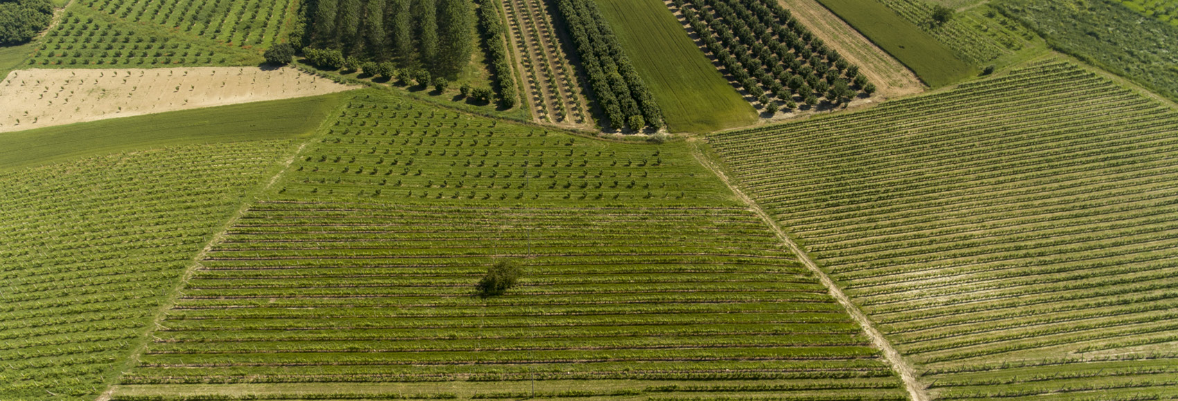 Raffaele Gili Vini - Azienda